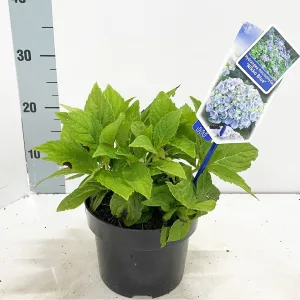 6x Hydrangea mac Nikko Blue 17cm Pot 30cm 1fl Shrub Plant