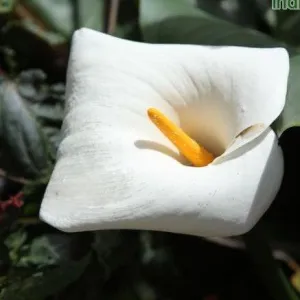 Beautiful and Elegant: White Calla Lily (Zantedesia aethiopica) for Sale