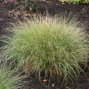 Little Bunny Dwarf Fountain Grass