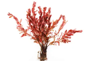 Red Cuban Ludwigia (Ludwigia inclinata "Red")